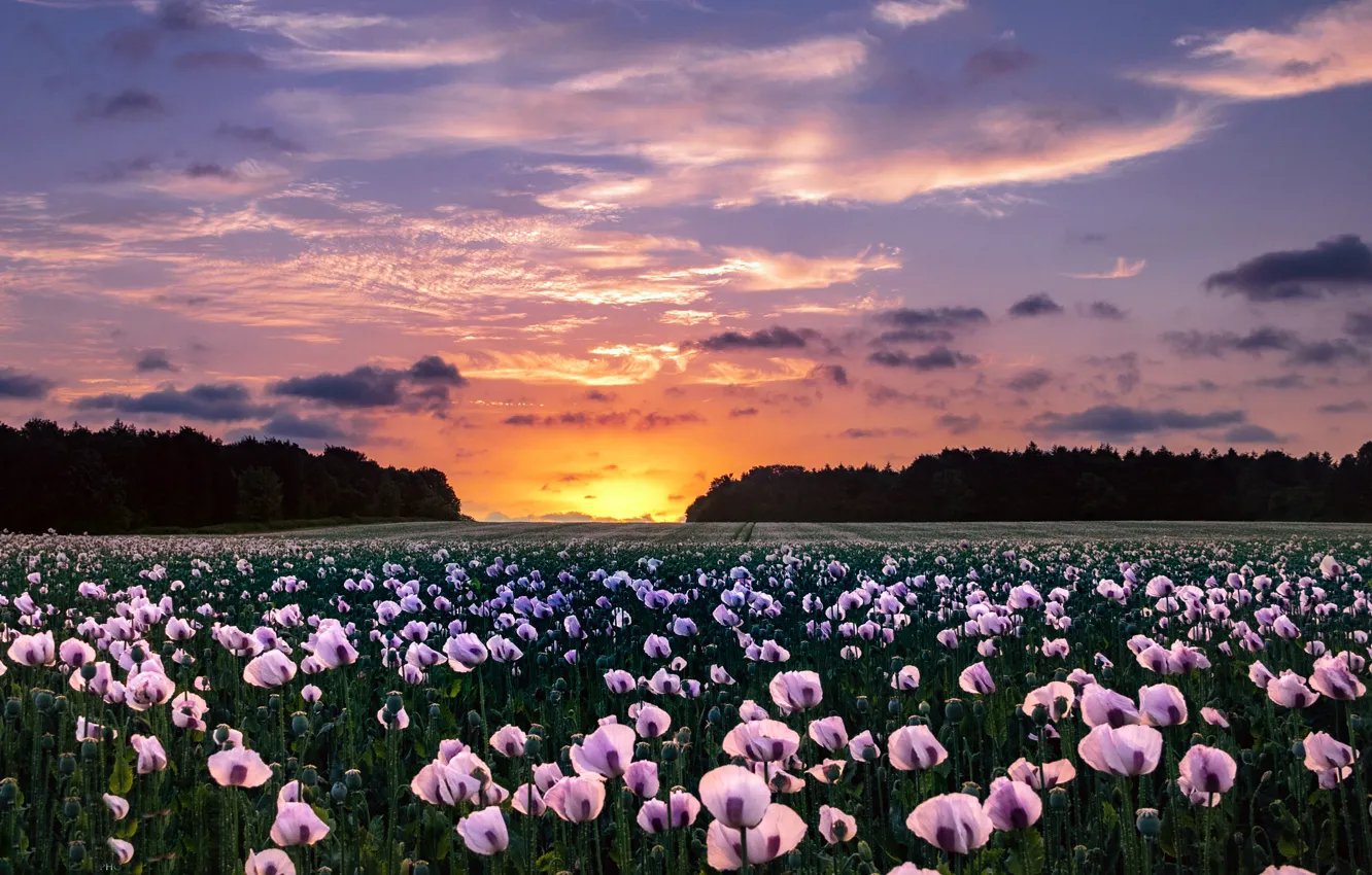 Photo wallpaper field, sunset, Maki