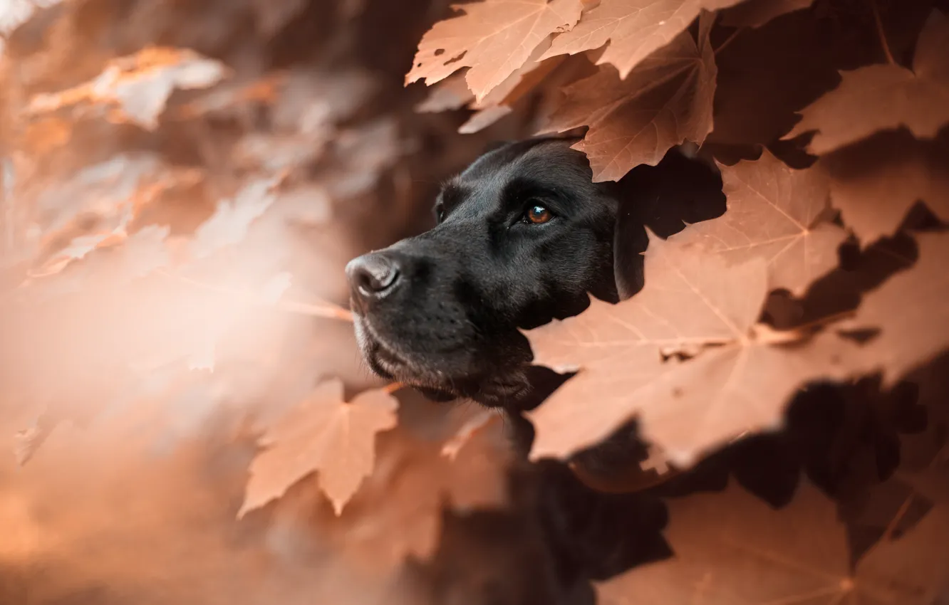 Photo wallpaper face, leaves, animal, dog, profile, maple, dog