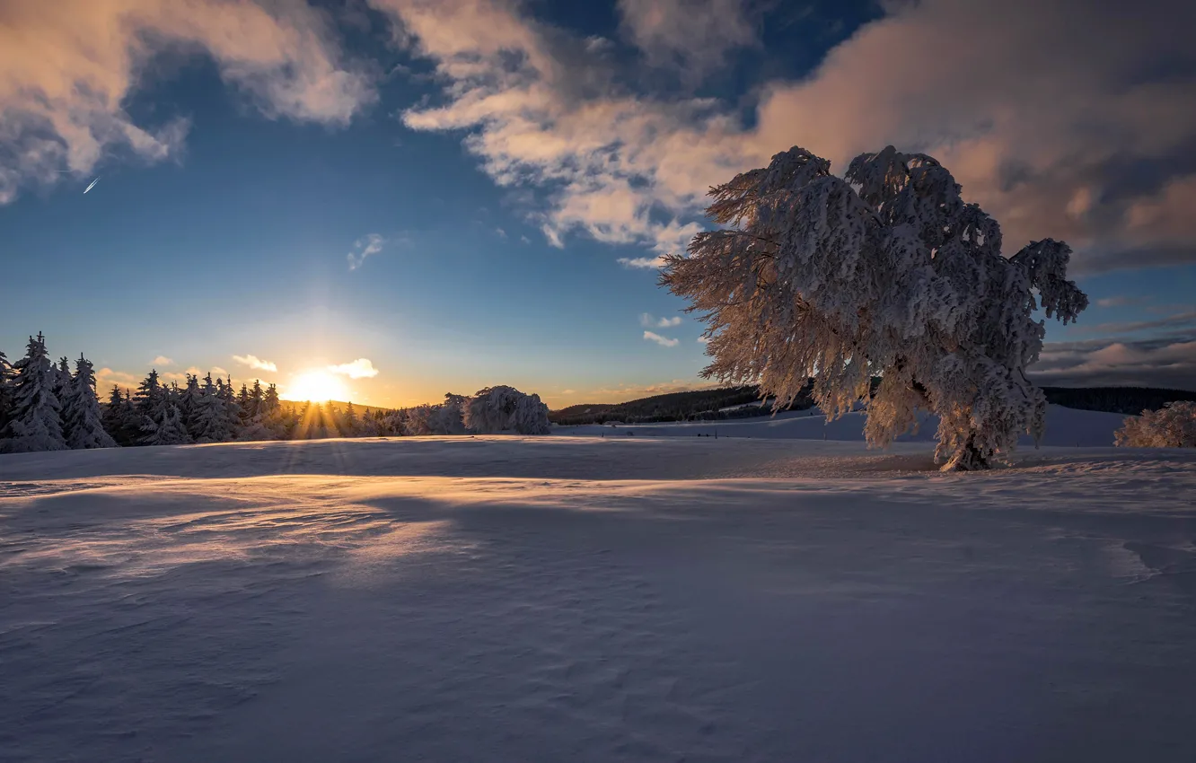 Photo wallpaper winter, field, forest, the sky, the sun, clouds, rays, snow