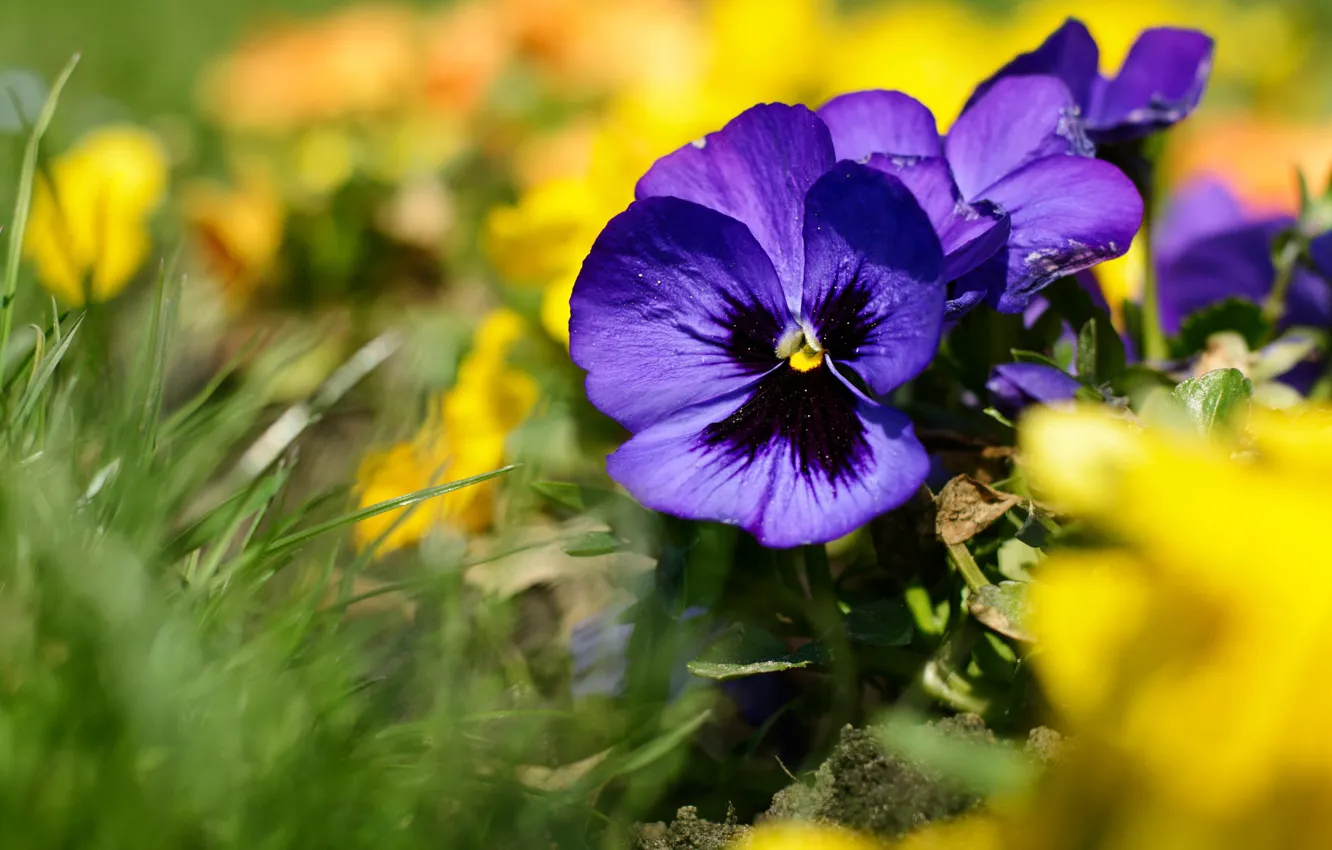 Photo wallpaper purple, summer, grass, flowers, yellow, blur, Pansy, bokeh