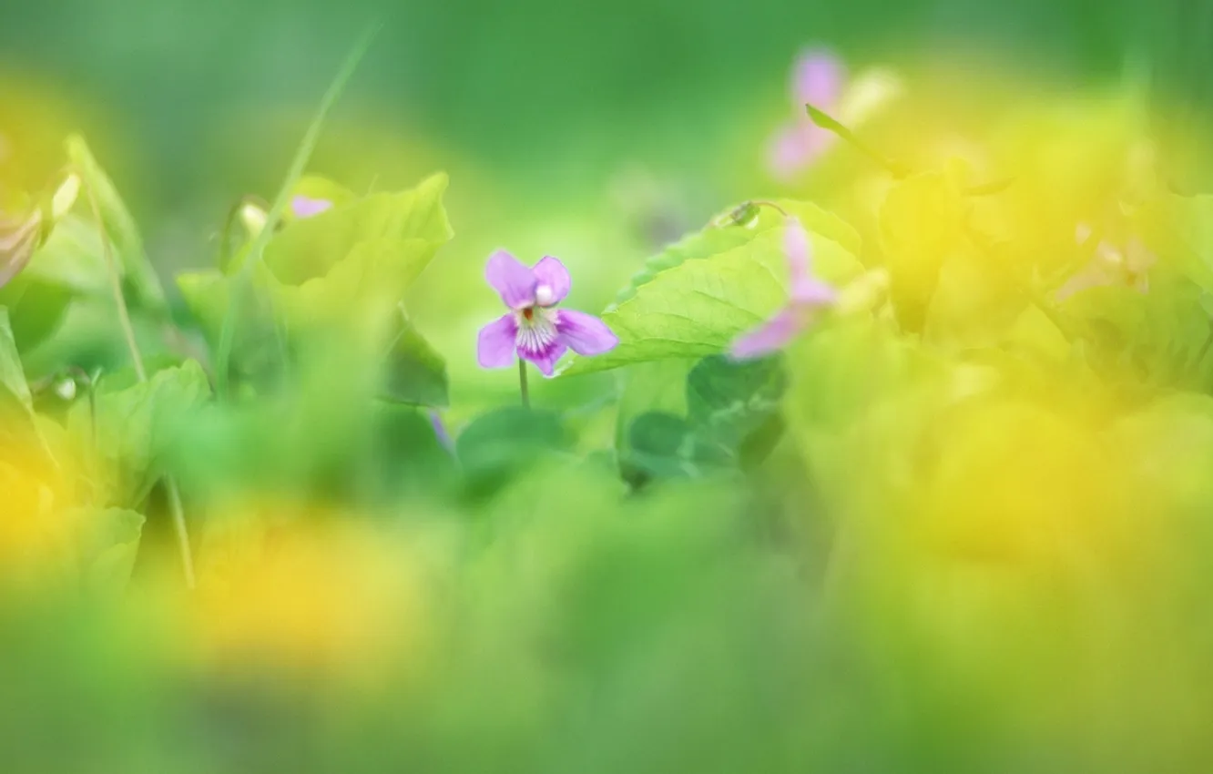 Photo wallpaper greens, grass, macro, flowers, nature, color, focus, spring
