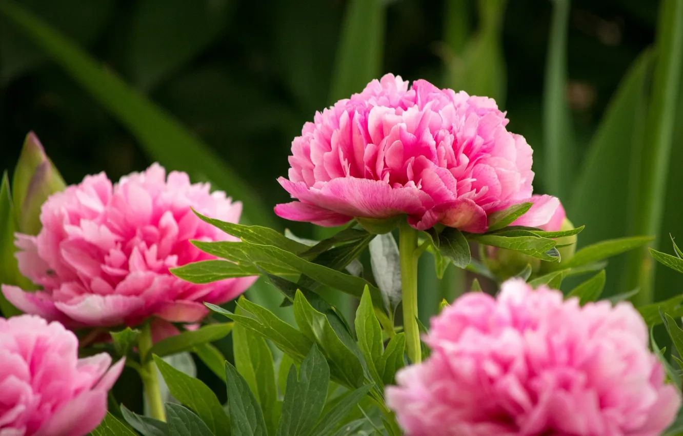 Photo wallpaper flowers, flowers, shrub, pink peonies, shrubs, pink peonies