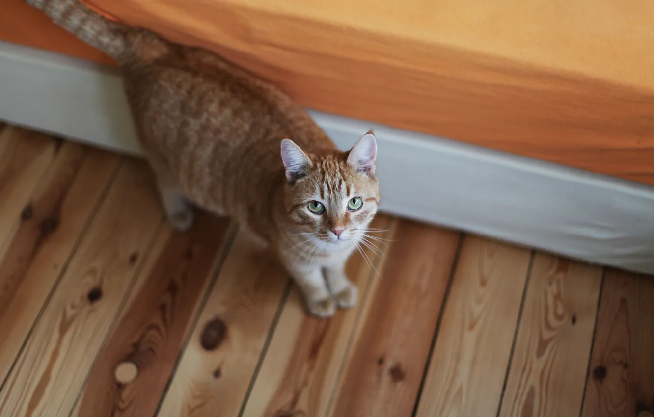 Photo wallpaper eyes, cat, wool, red, looks