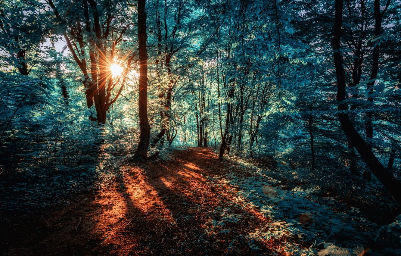 Photo wallpaper forest, nature, color