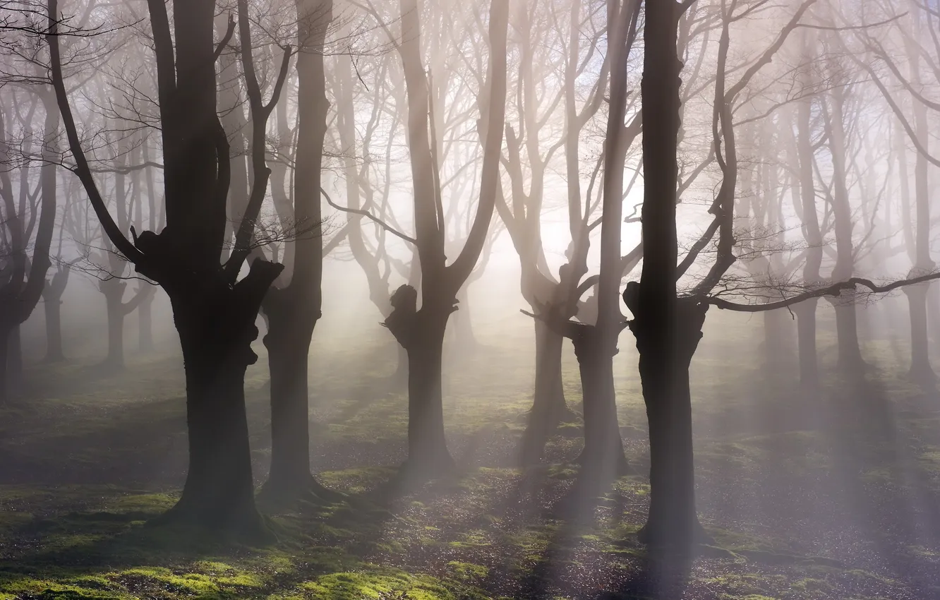 Photo wallpaper forest, trees, fog, morning