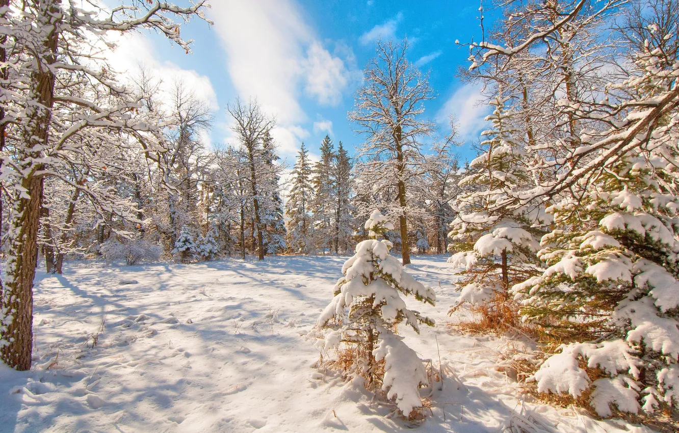 Photo wallpaper winter, forest, snow, trees