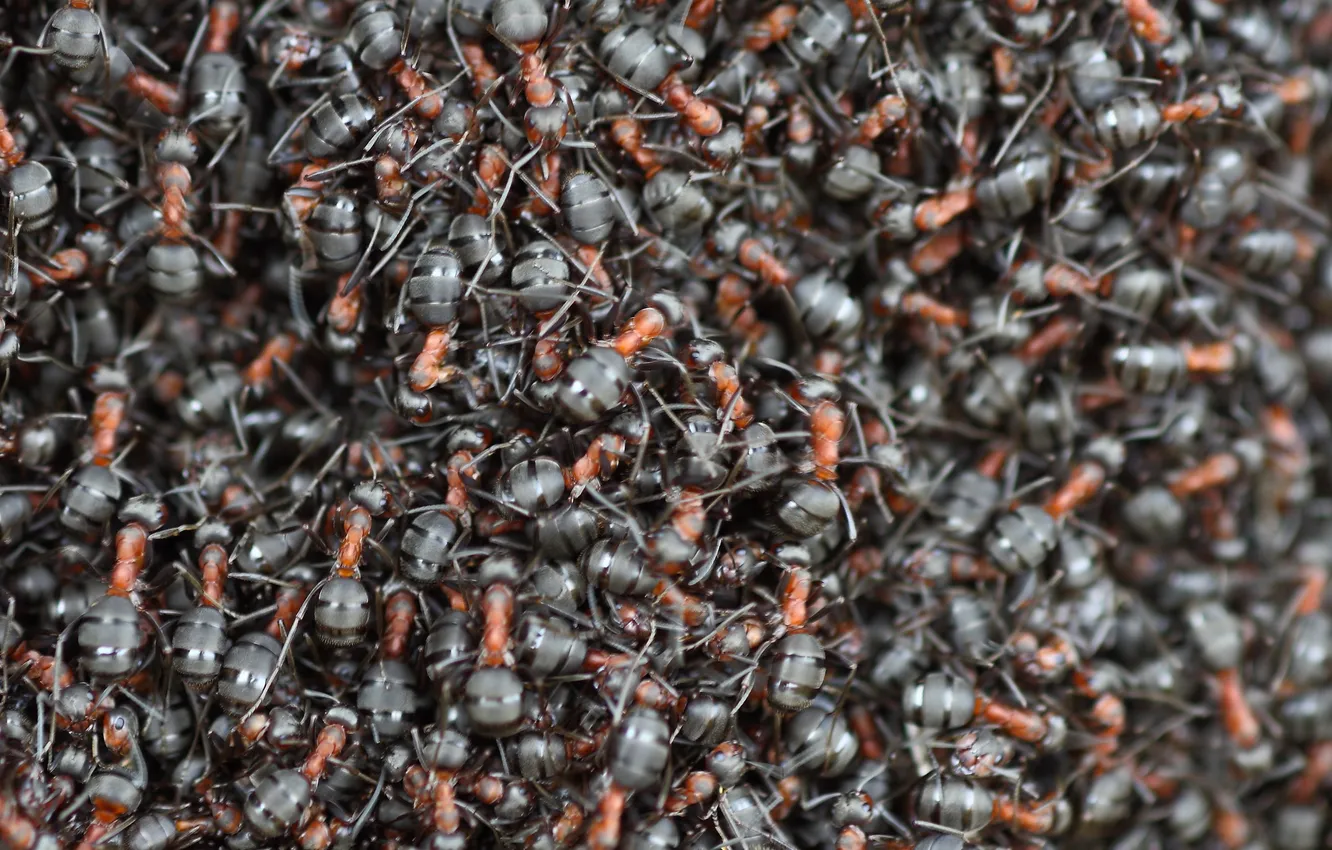 Photo wallpaper nature, life, ants