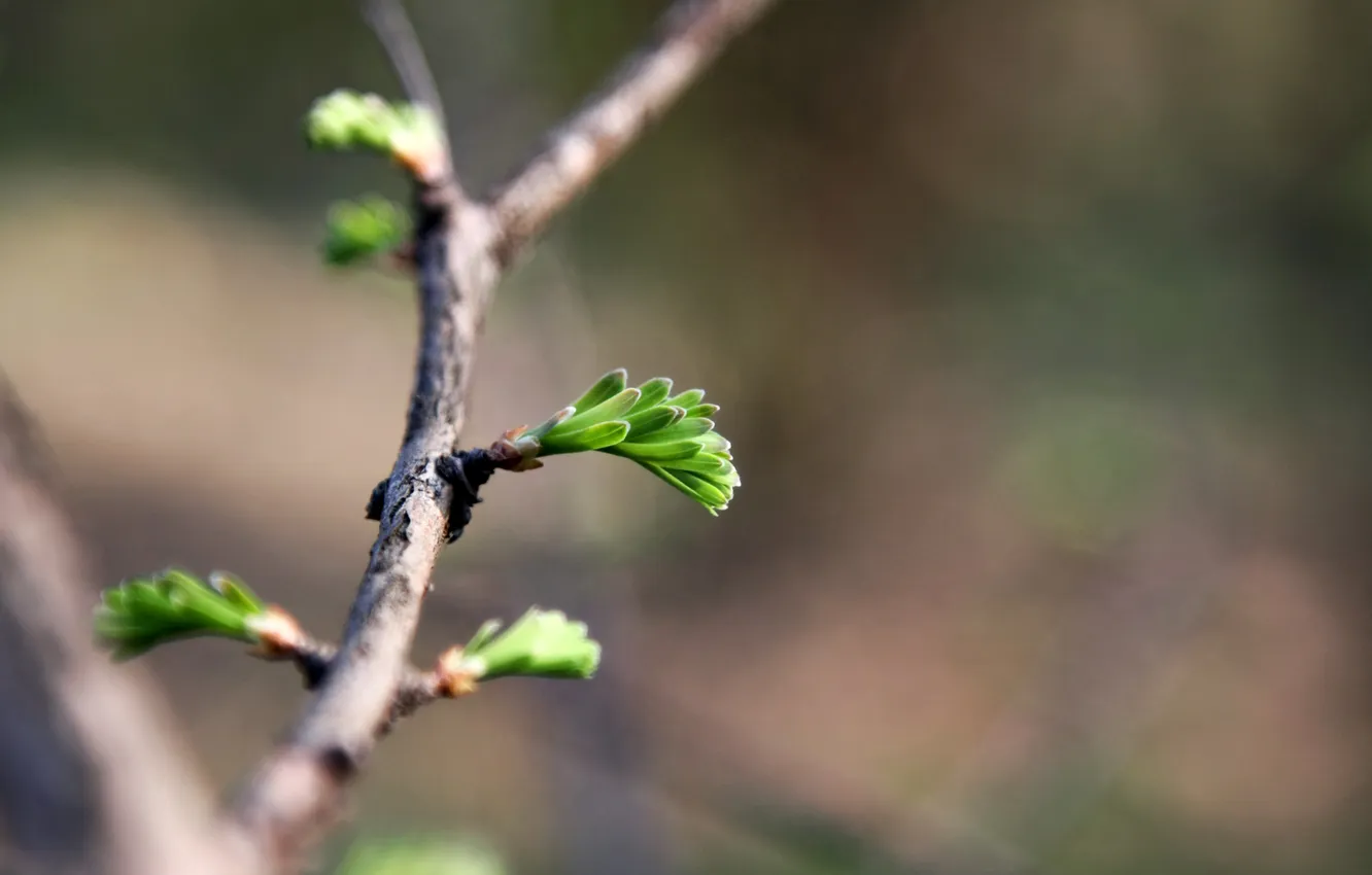 Photo wallpaper macro, nature, photo, branch, plant, spring, leaf