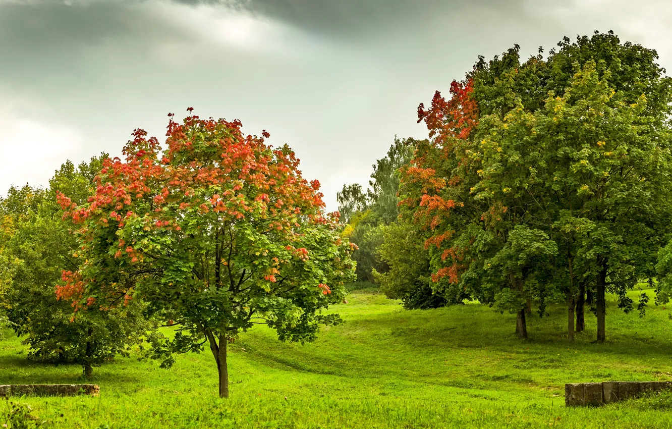 Photo wallpaper autumn, leaves, trees, Park, garden