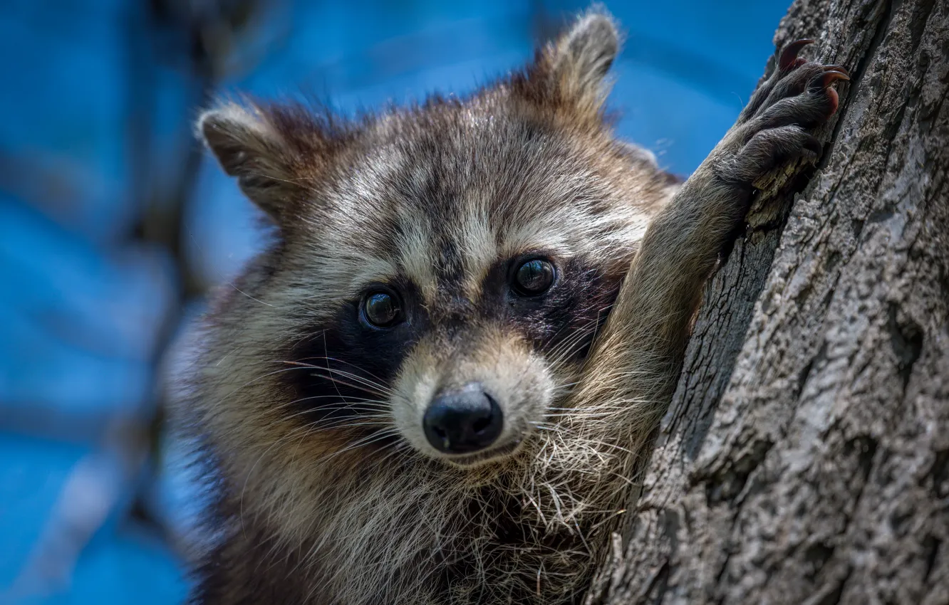 Photo wallpaper look, trees, portrait, raccoon, face