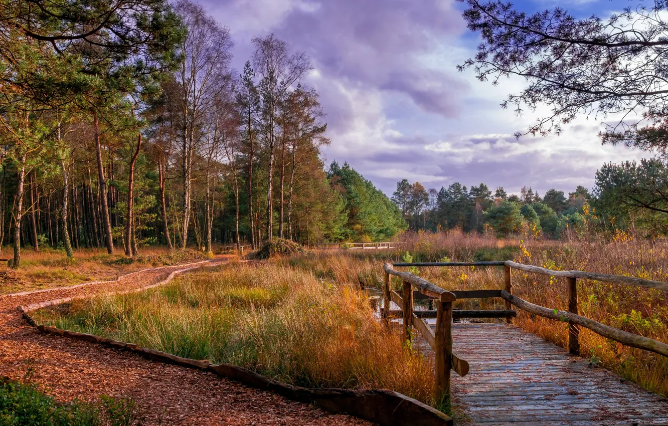 Photo wallpaper autumn, forest, grass, leaves, clouds, trees, Park, Germany