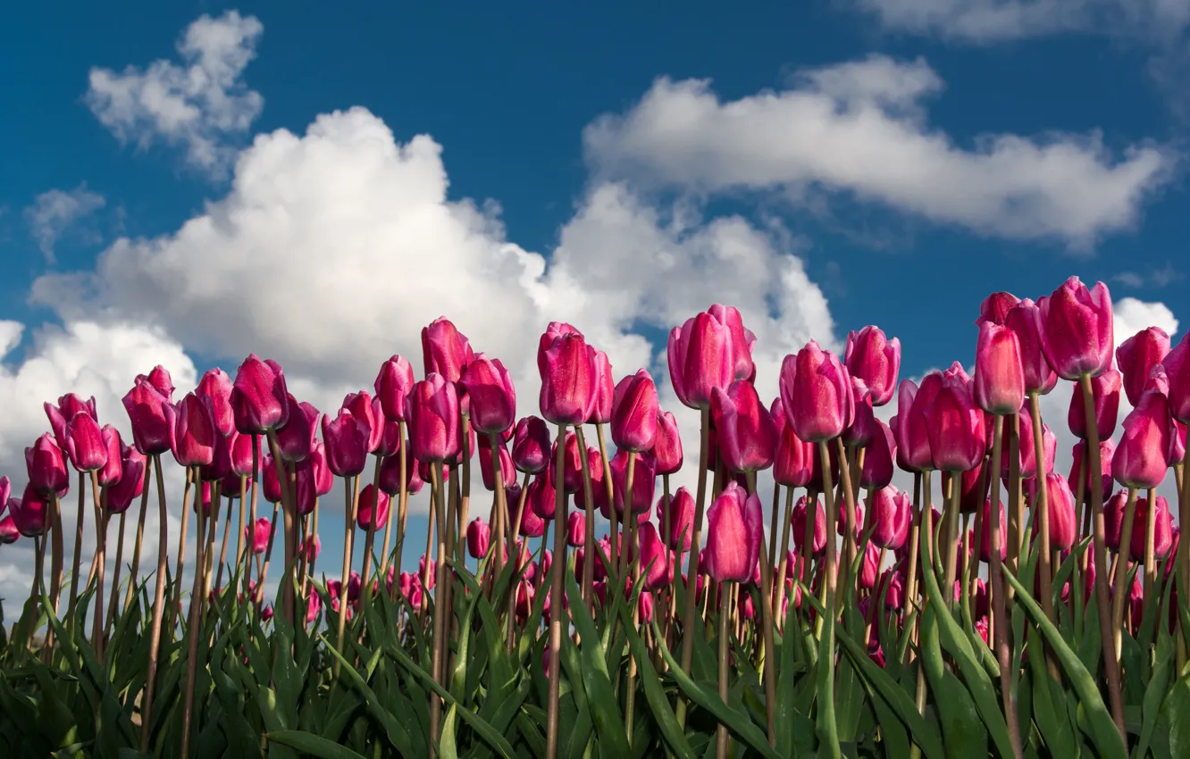 Photo wallpaper field, the sky, clouds, tulips, Netherlands, Holland, Flevoland, Espel