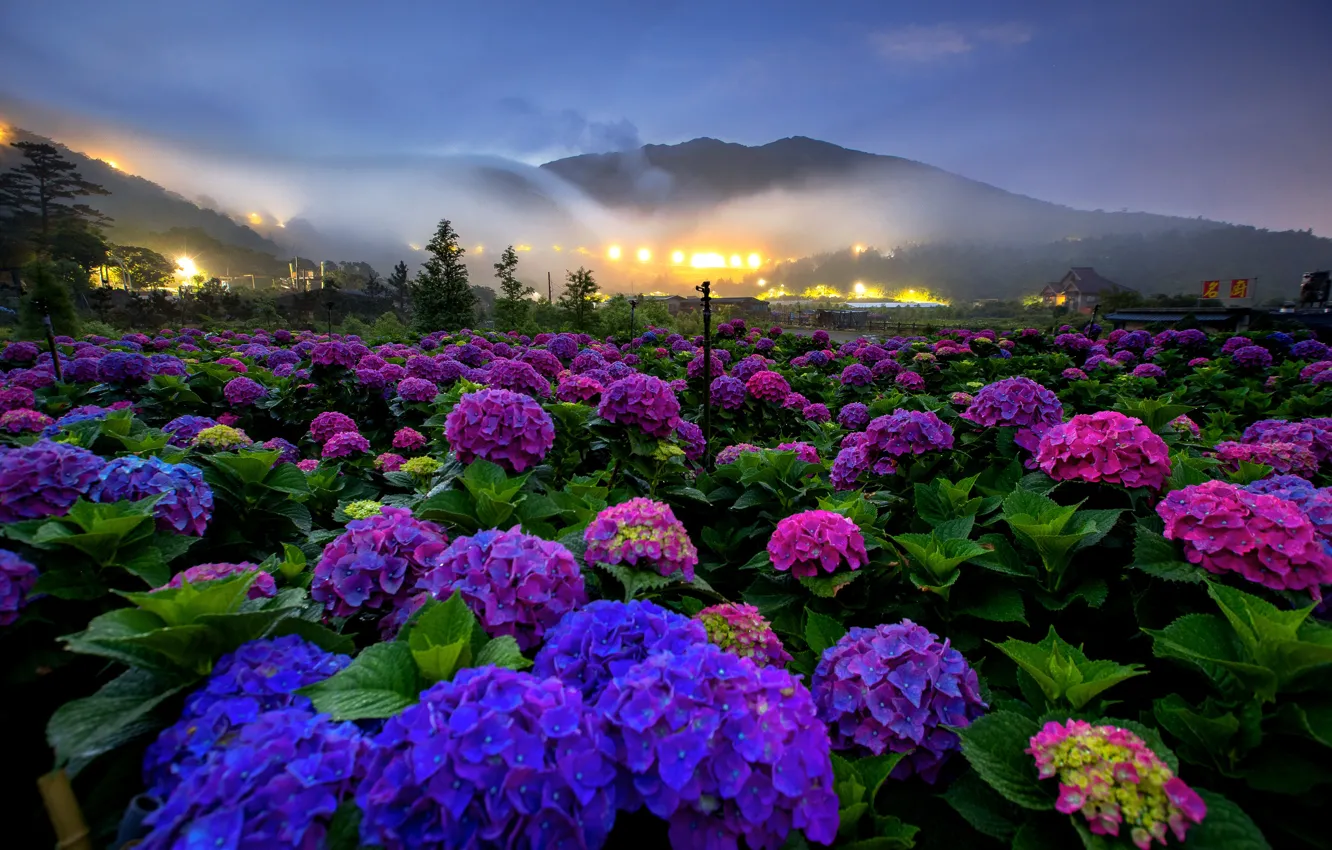 Photo wallpaper field, summer, the sky, leaves, landscape, flowers, mountains, nature