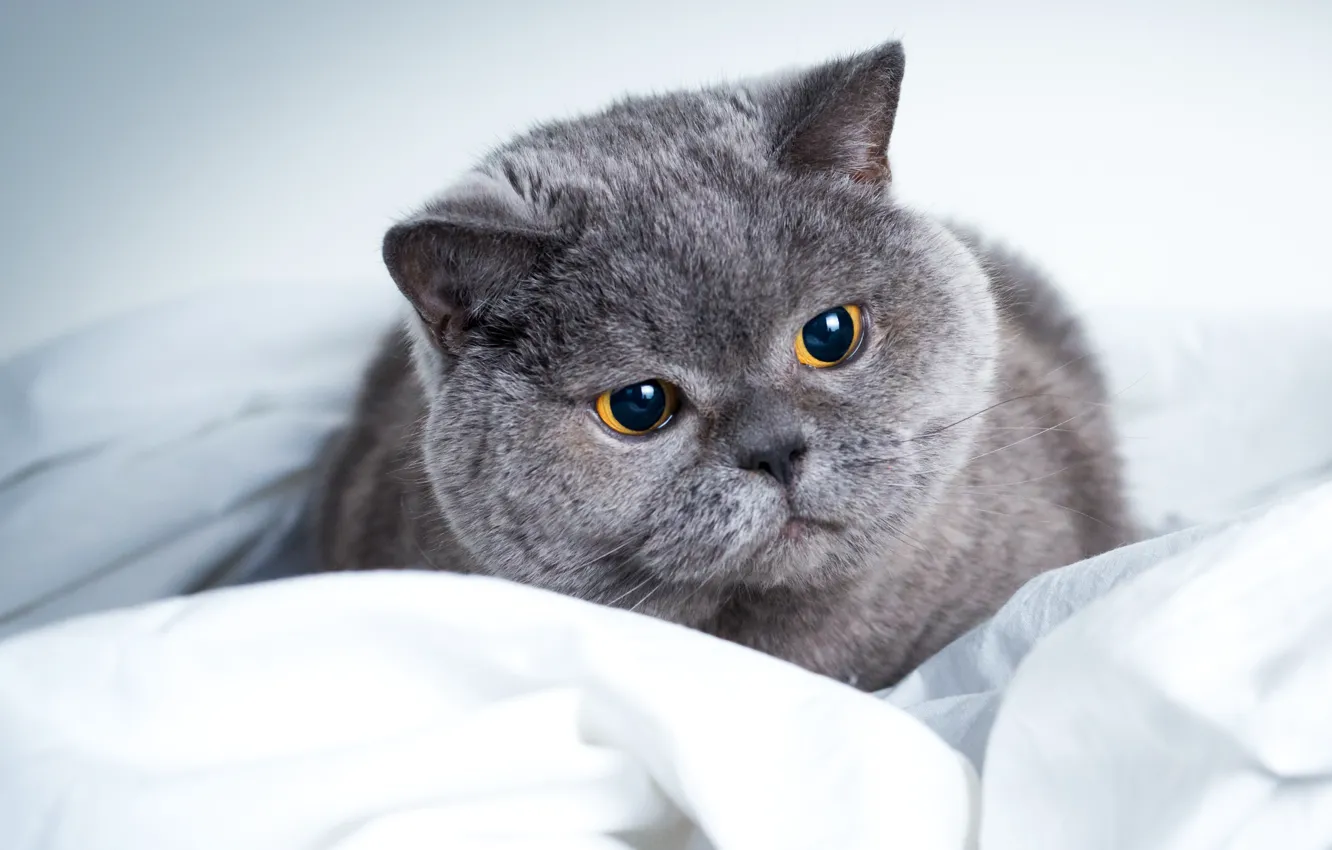 Photo wallpaper cat, eyes, cat, look, grey, portrait, bed, unhappy