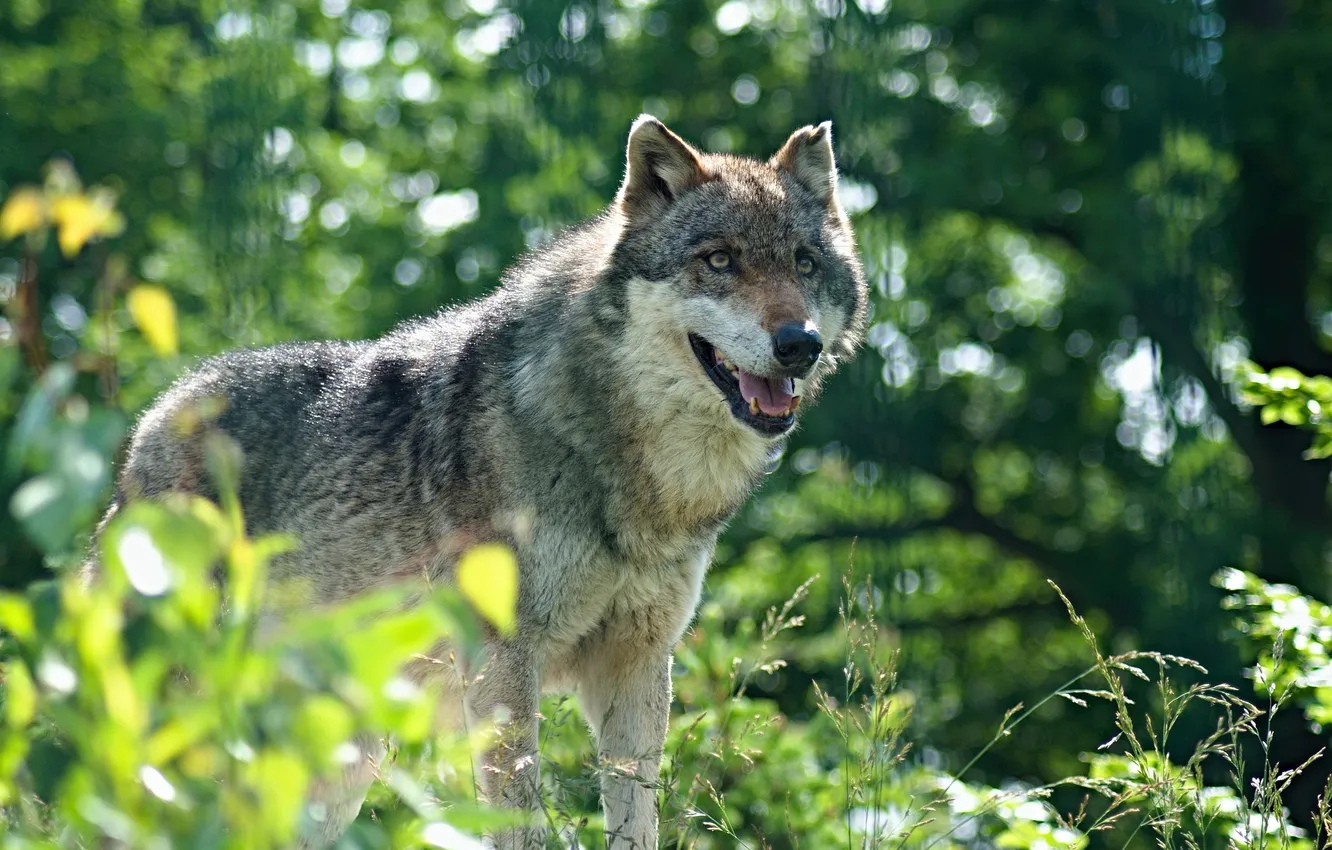 Photo wallpaper nature, snow, predator, face, animal, wolf, wolves, wildlife