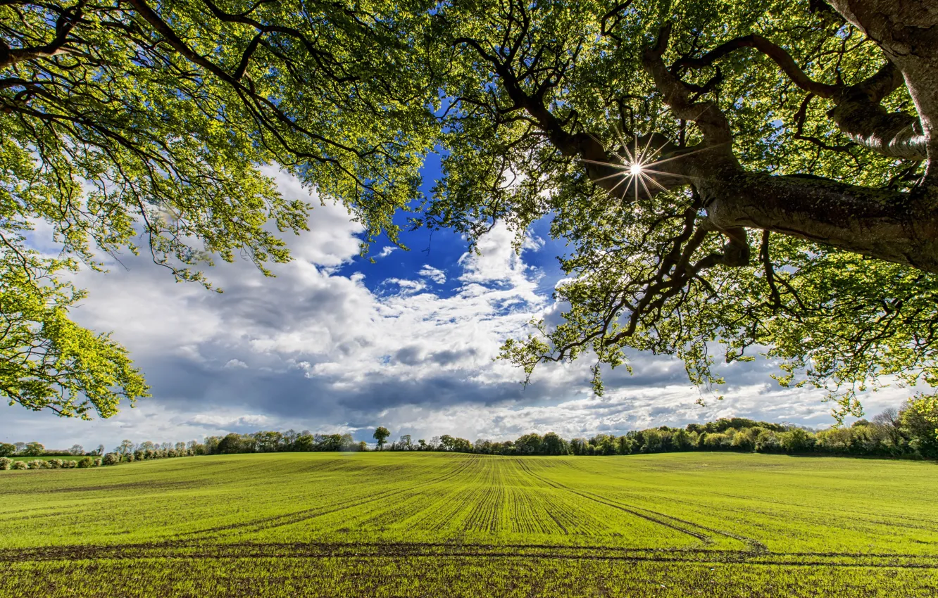 Photo wallpaper field, summer, the sky, the sun, tree