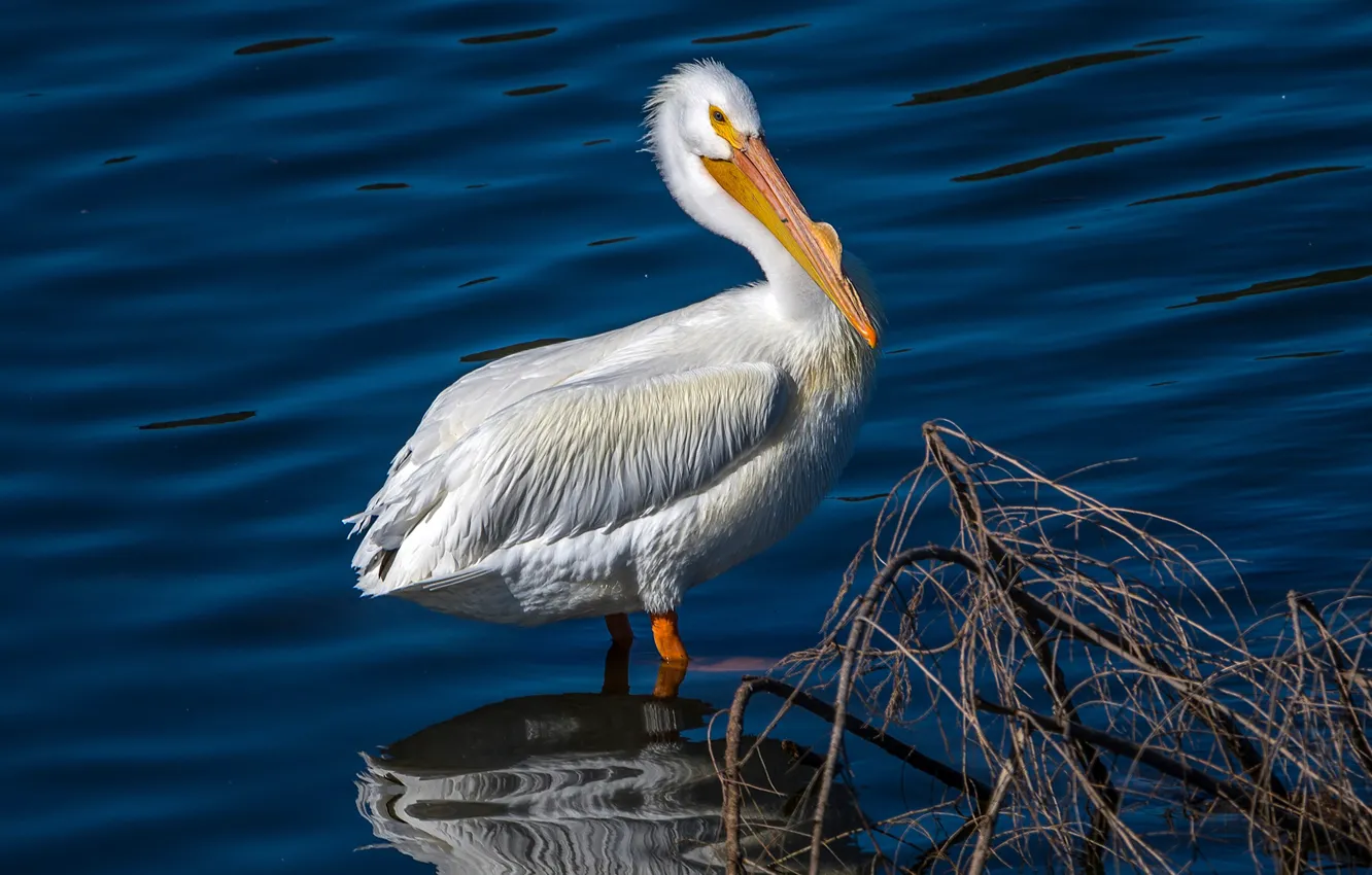 Photo wallpaper water, the sun, reflection, bird, white, Pelican