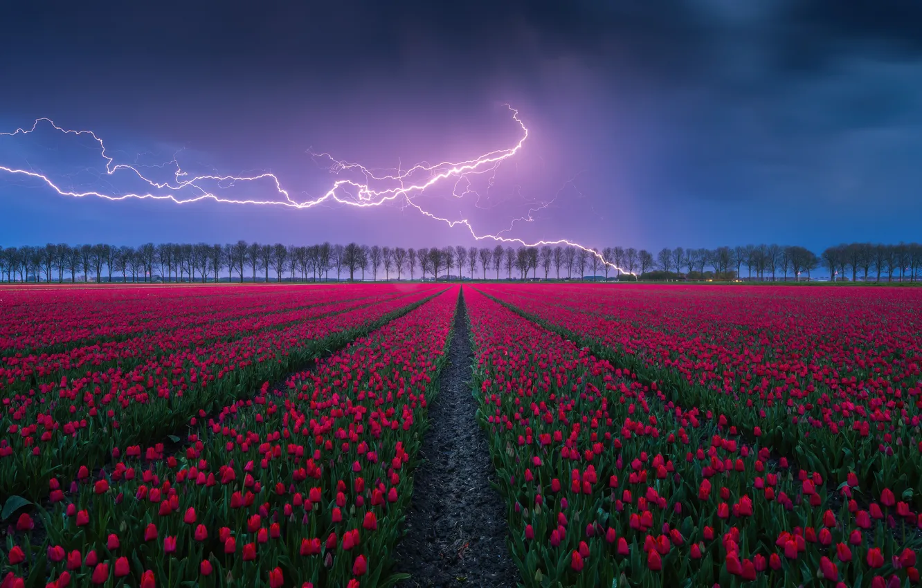 Photo wallpaper nature, beauty, nature, night, countryside, Thunderstorm, Red tulips, Aesthetic