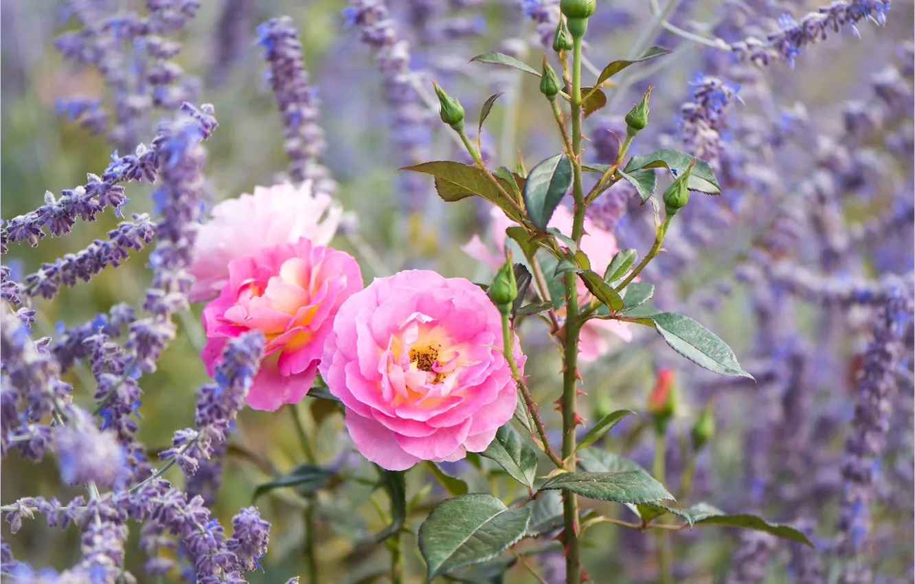 Photo wallpaper roses, lavender, buds