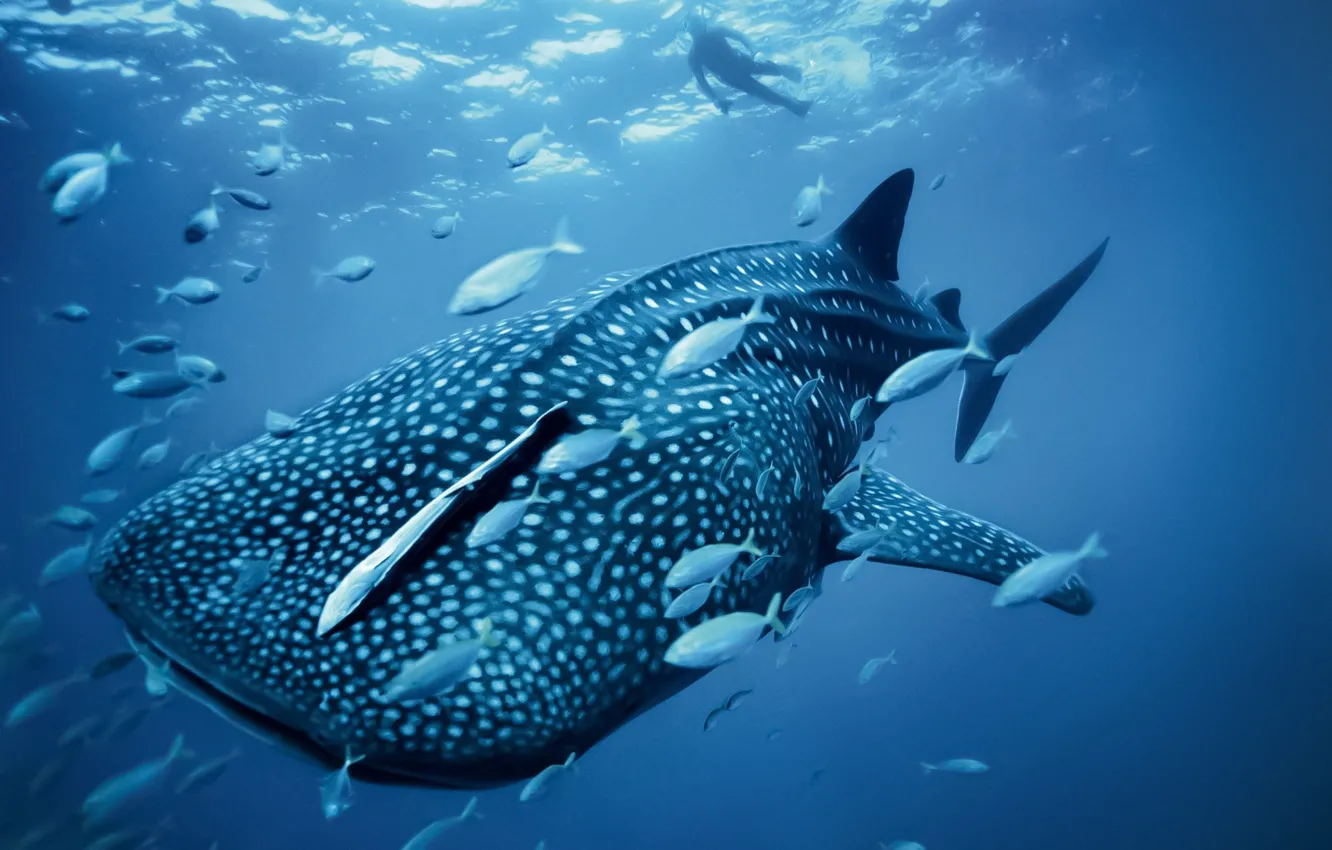 Photo wallpaper wallpaper, sea, ocean, big, water, man, fish, giant