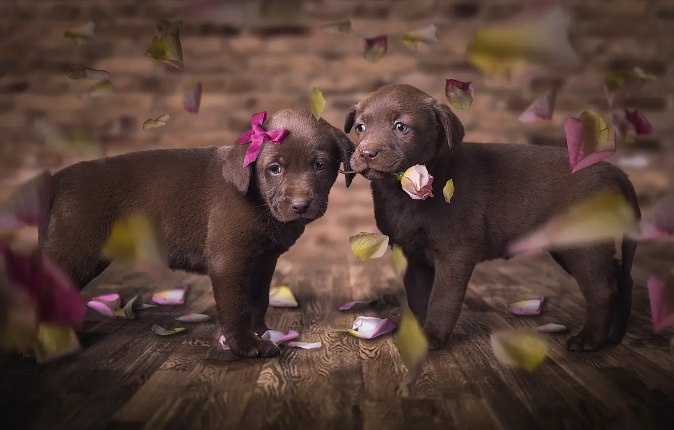Photo wallpaper dogs, flower, look, love, flowers, pose, the dark background, background