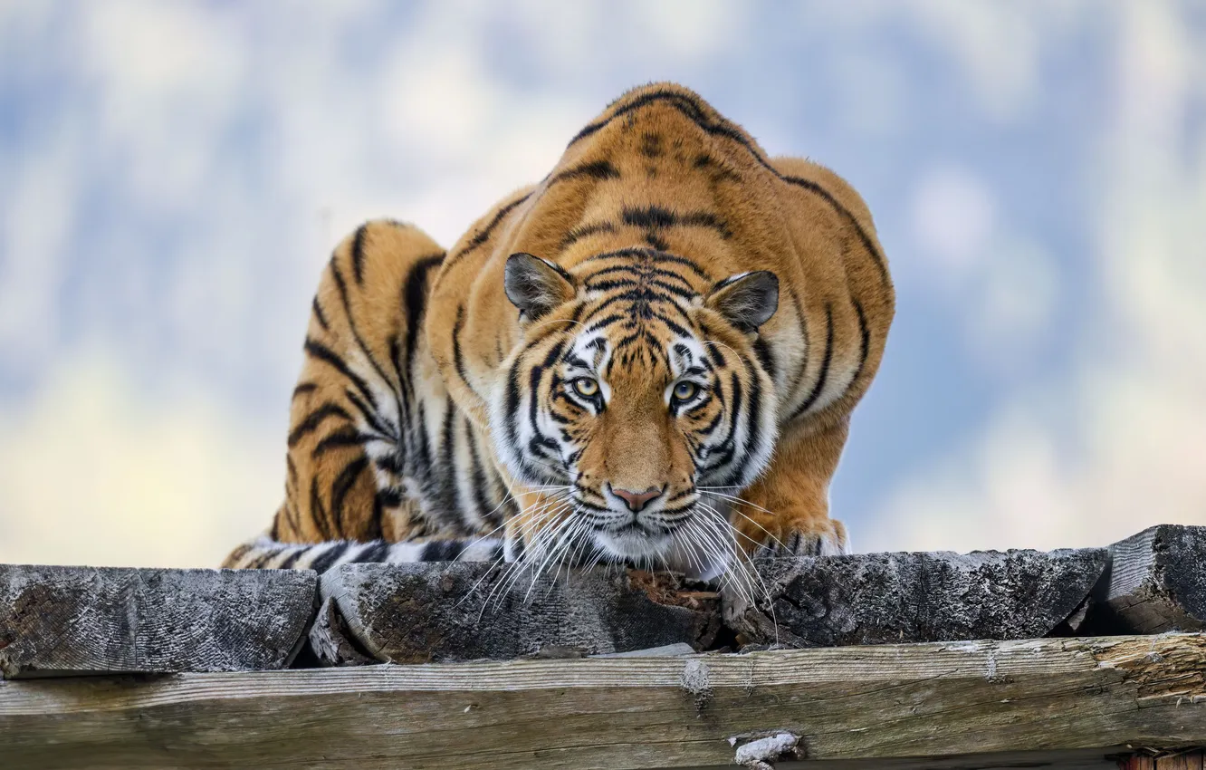 Photo wallpaper wallpaper, Predator, big, tiger, cat, background, blur, bokeh