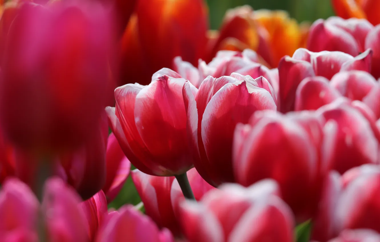 Photo wallpaper flowers, spring, tulips, pink, bokeh
