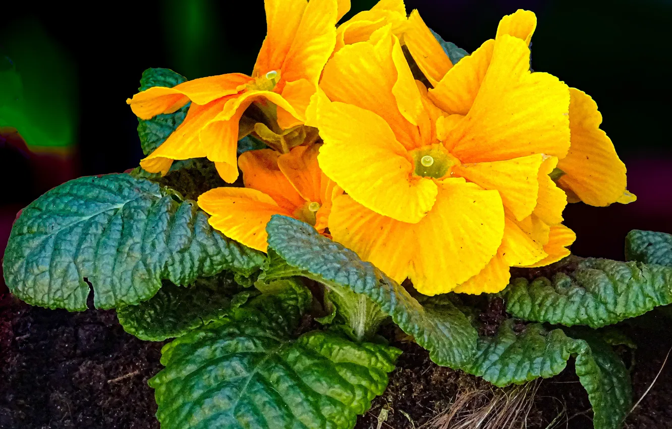 Photo wallpaper leaves, flowers, yellow, the dark background, bright, garden, flowerbed, Primula