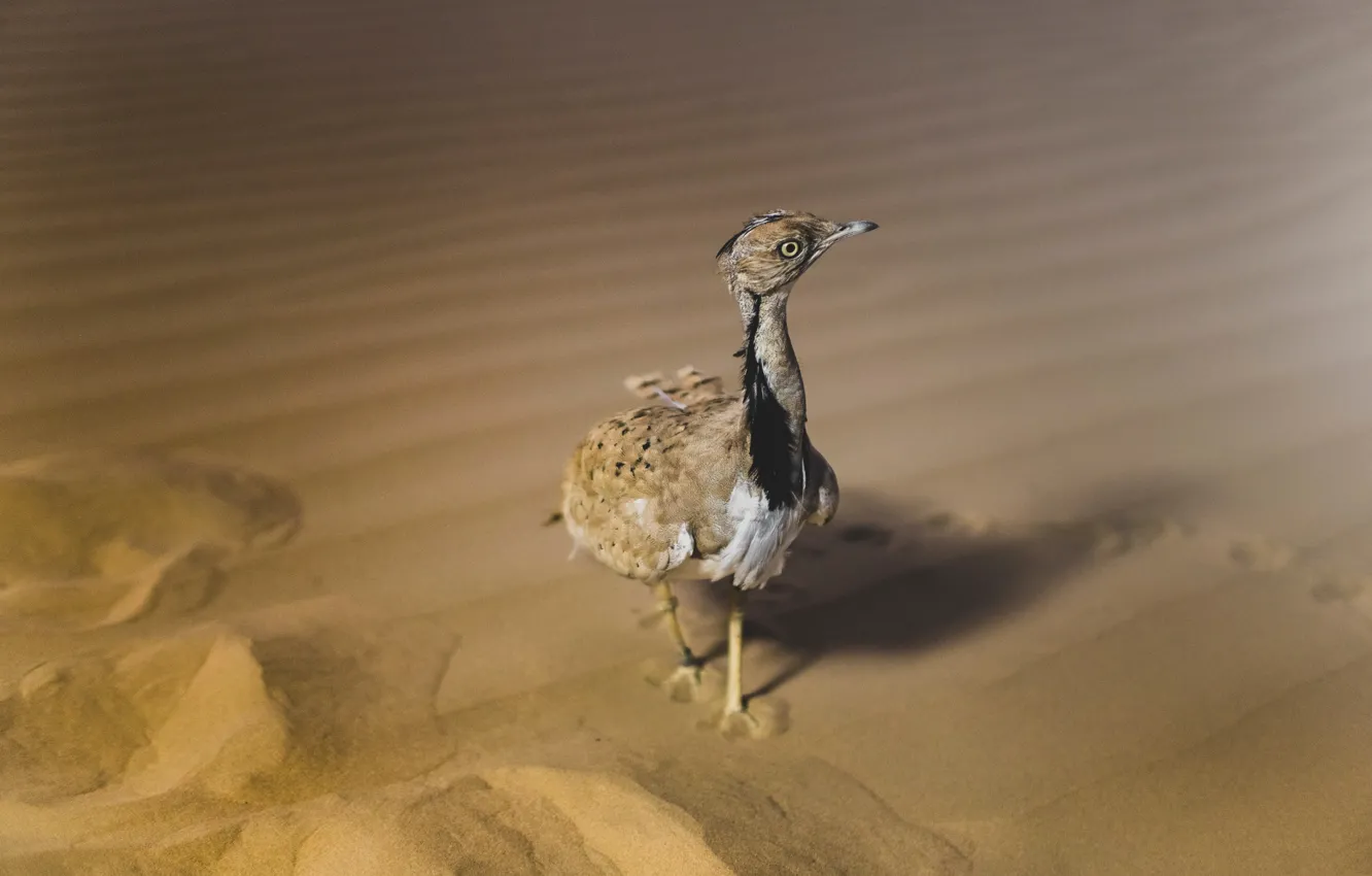 Photo wallpaper bird, Africa, Houbara bustard, Wiley