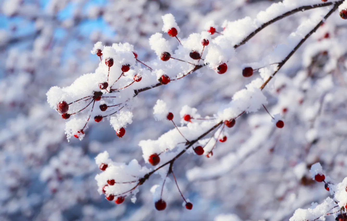 Photo wallpaper white, park, winter, snow, cold, twig