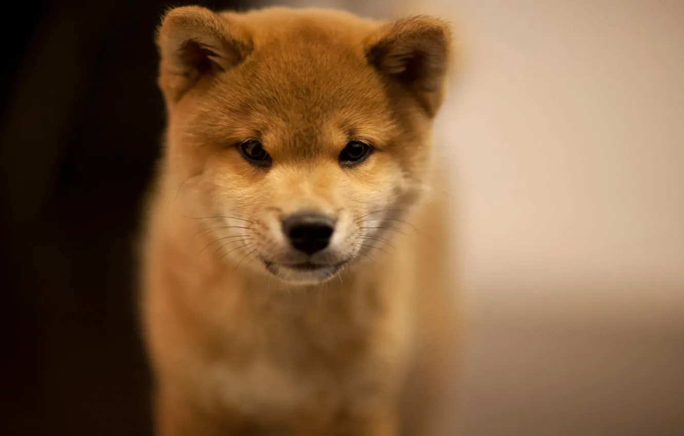 Photo wallpaper blur, puppy, Akita inu