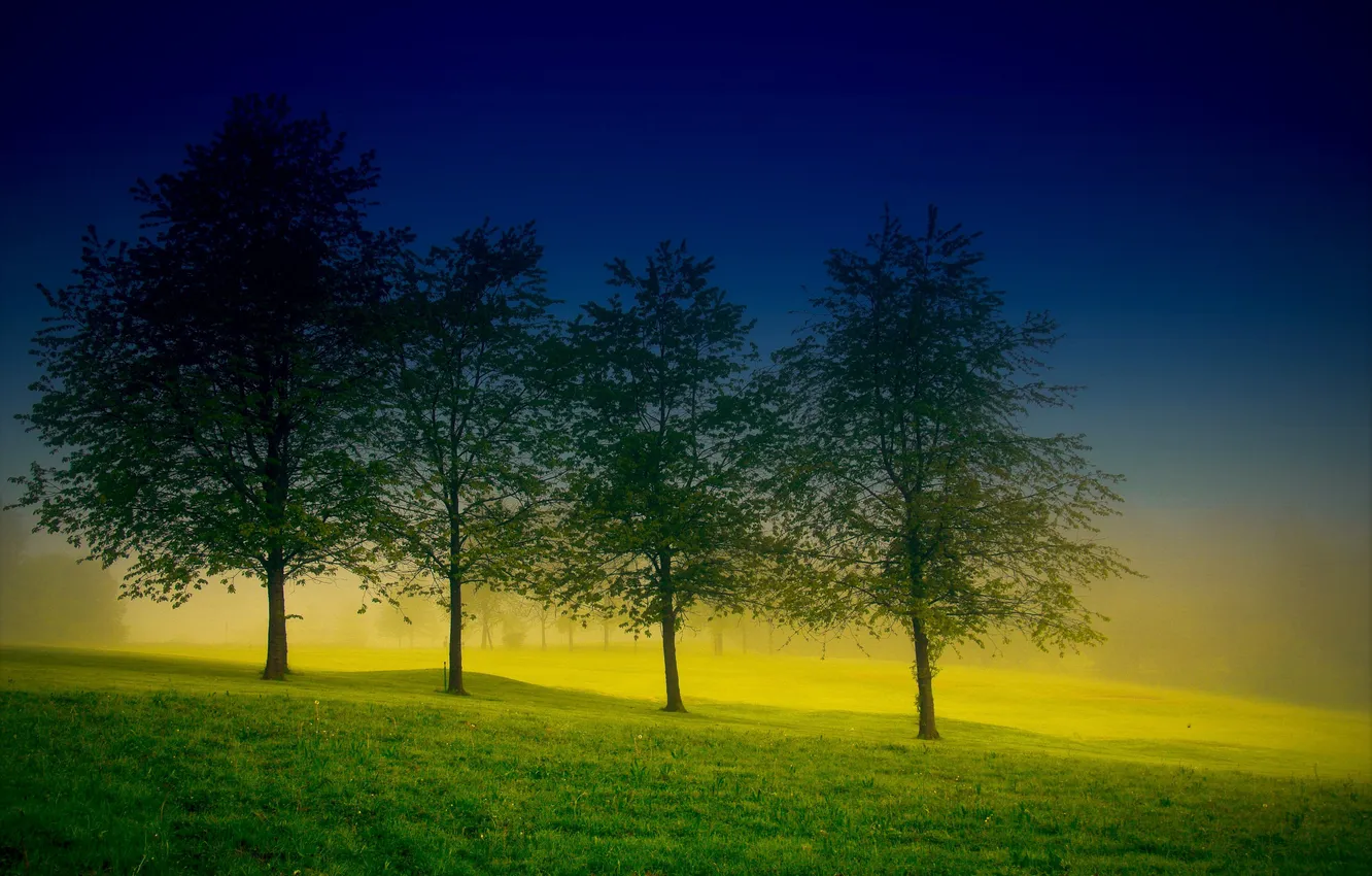 Photo wallpaper field, trees, nature, three