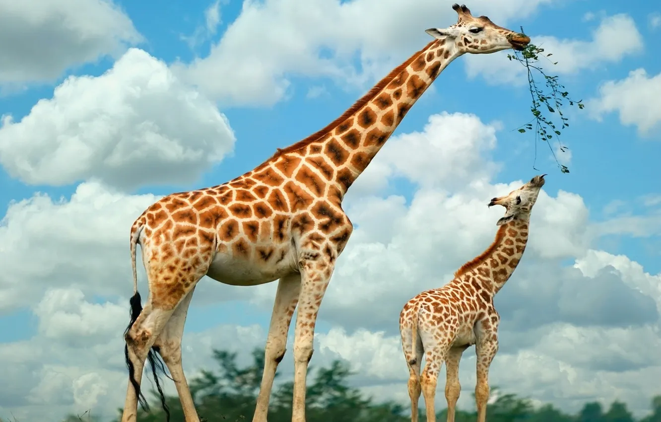 Photo wallpaper family, giraffe, eat