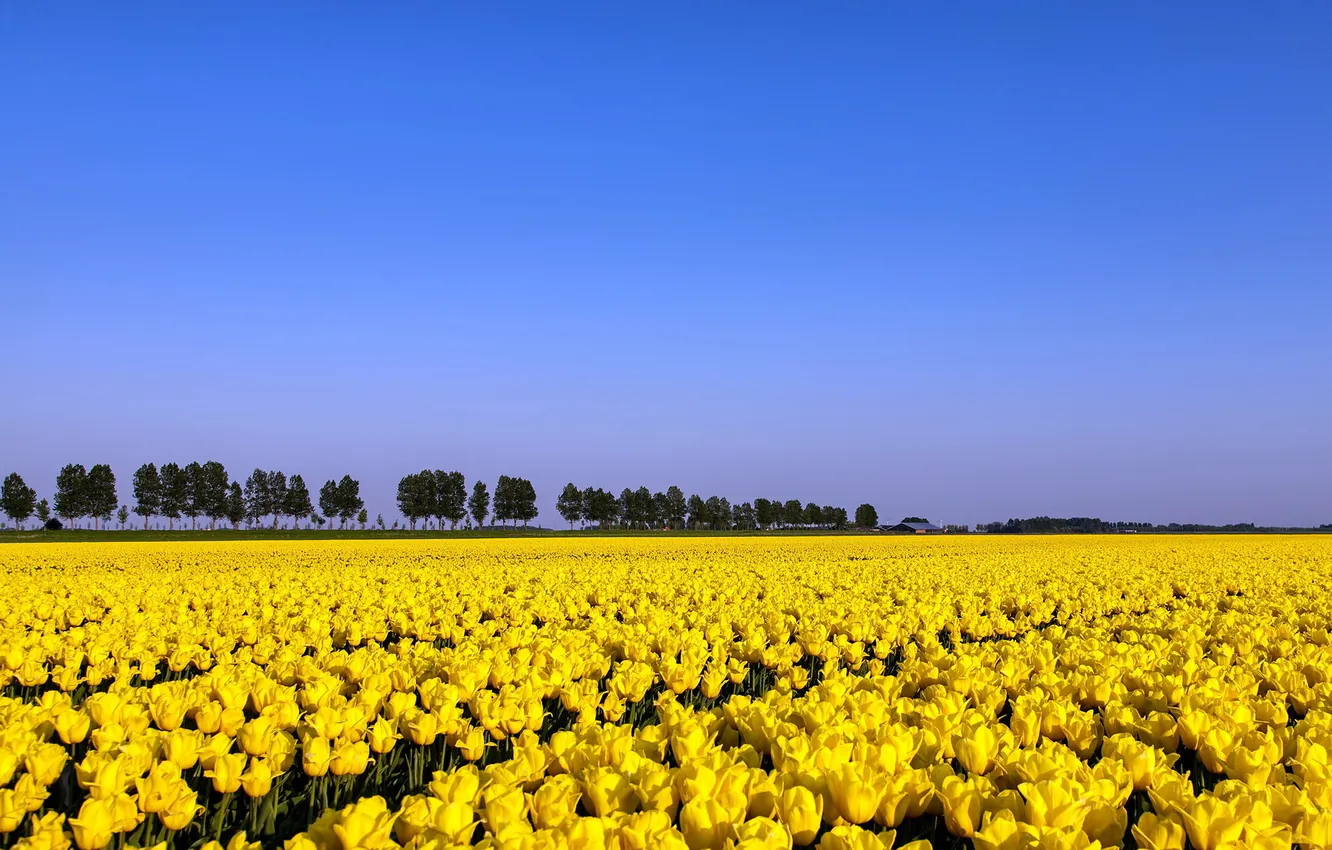 Photo wallpaper field, summer, tulips