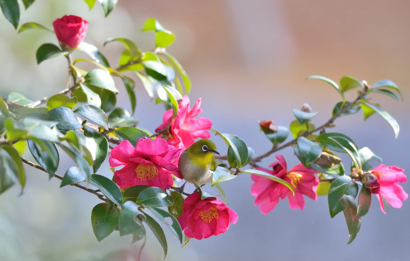 Photo wallpaper leaves, flowers, branches, bird, Camellia, white-eyed