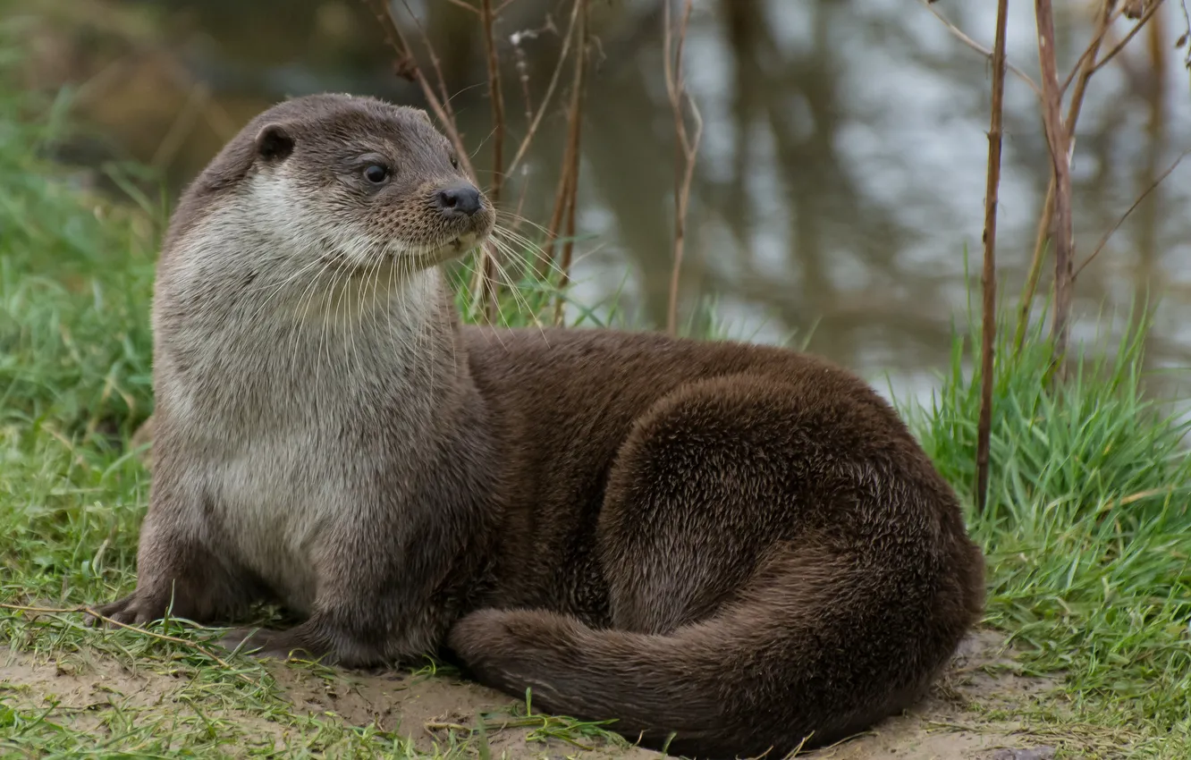 Photo wallpaper look, muzzle, otter, Otter