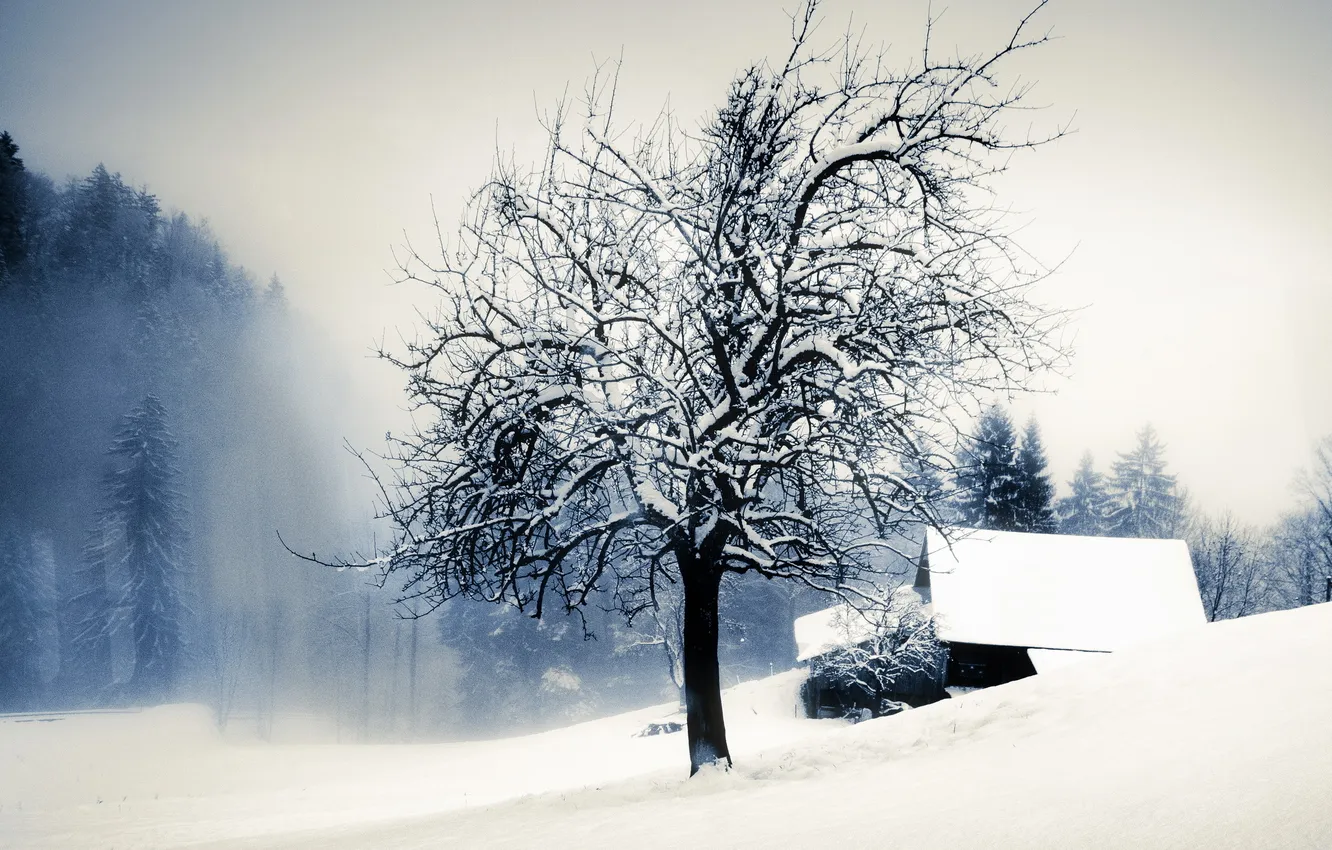 Photo wallpaper winter, snow, house, tree