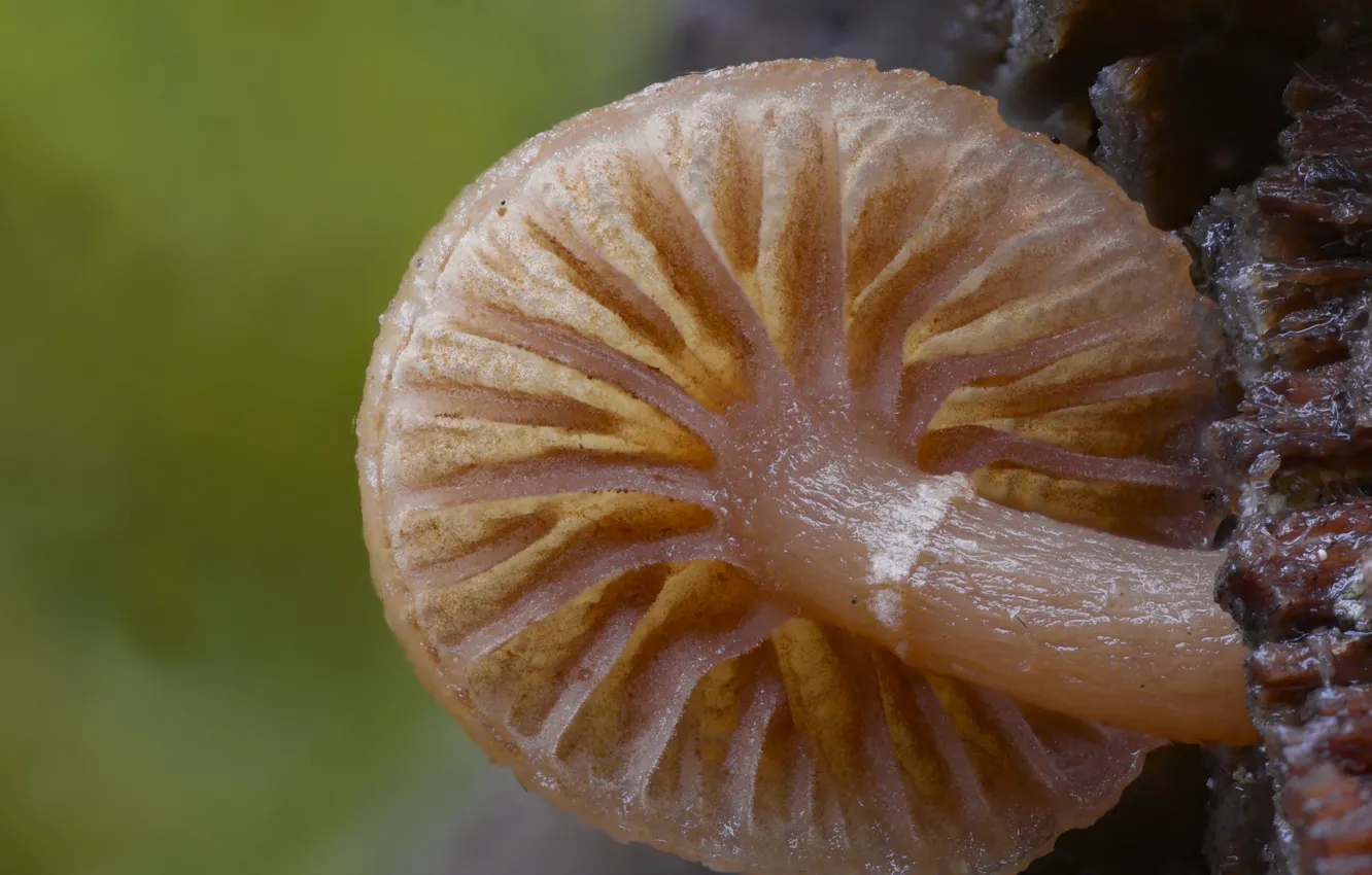 Photo wallpaper mushrooms, Beat Buetikofer, macro, background, nature, autumn