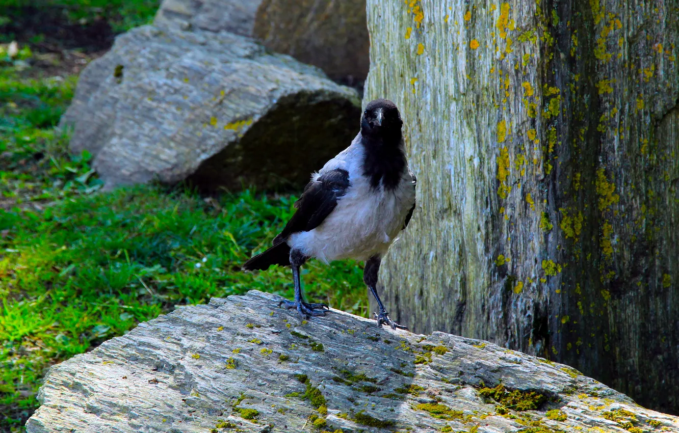 Photo wallpaper nature, bird, stones