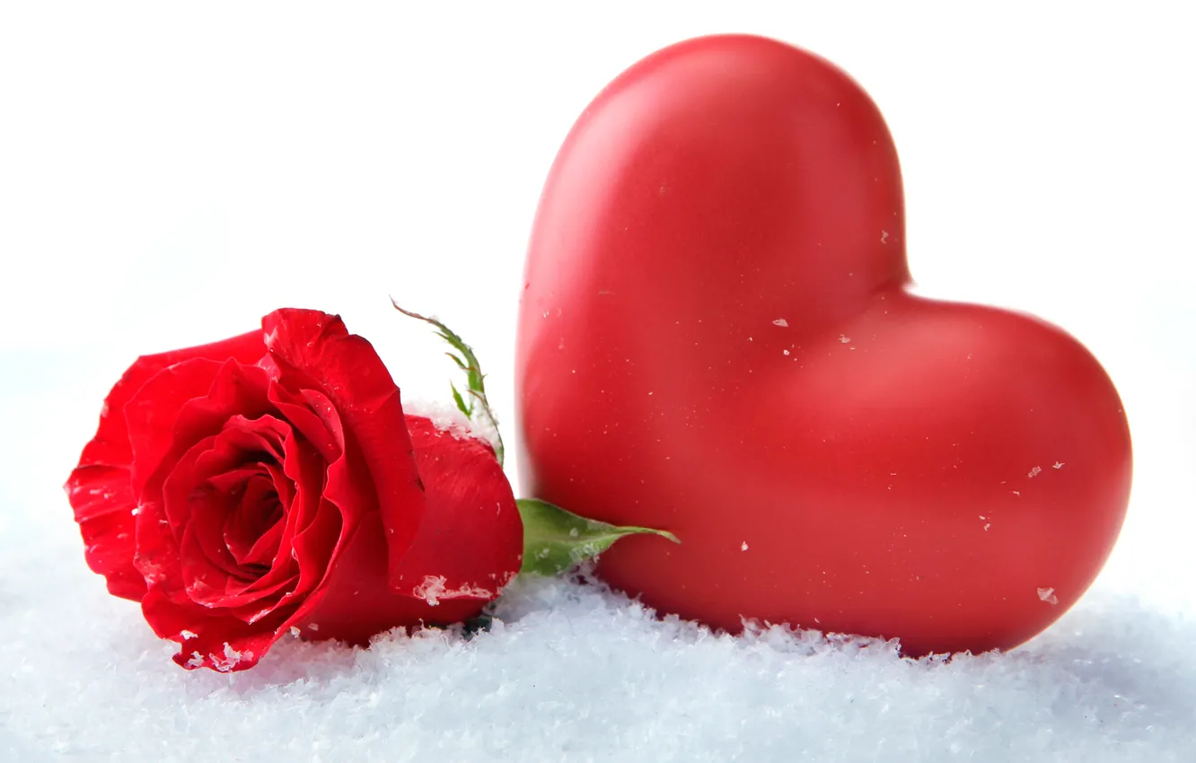 Photo wallpaper flower, snow, close-up, heart, rose, white background, red, bokeh