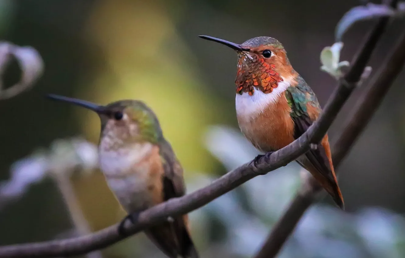 Photo wallpaper birds, branch, Hummingbird