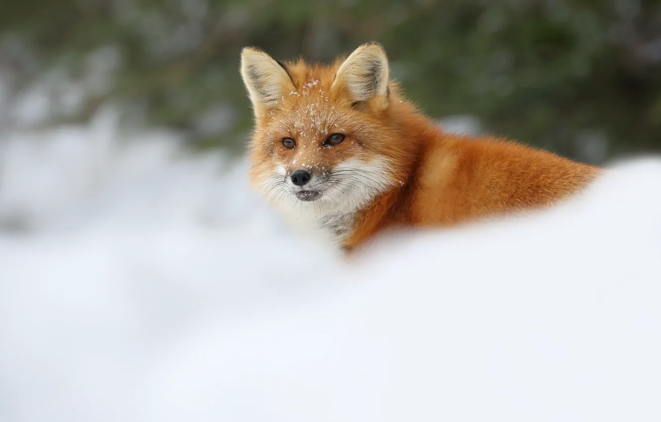 Photo wallpaper winter, snow, Fox, Fox