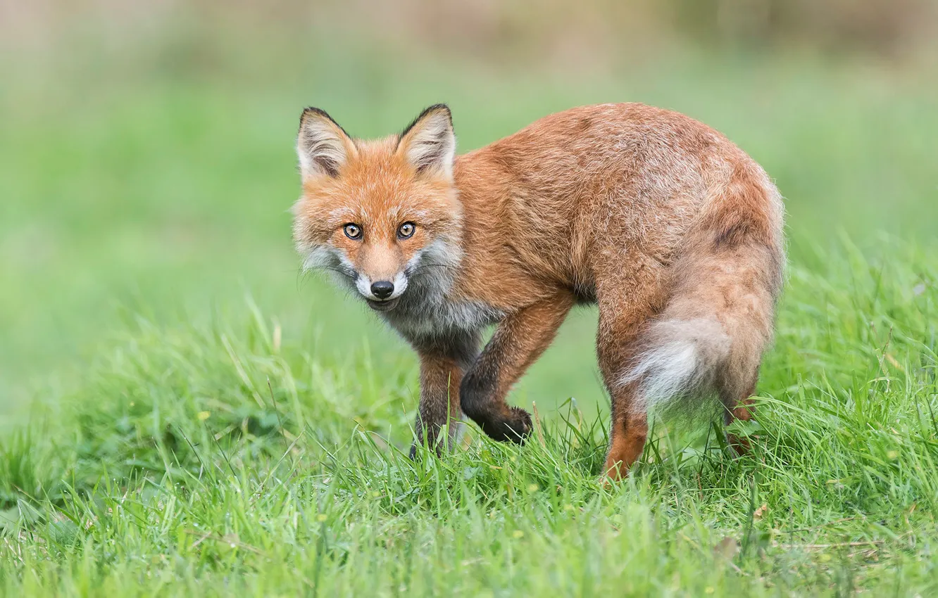 Photo wallpaper grass, look, glade, Fox, red