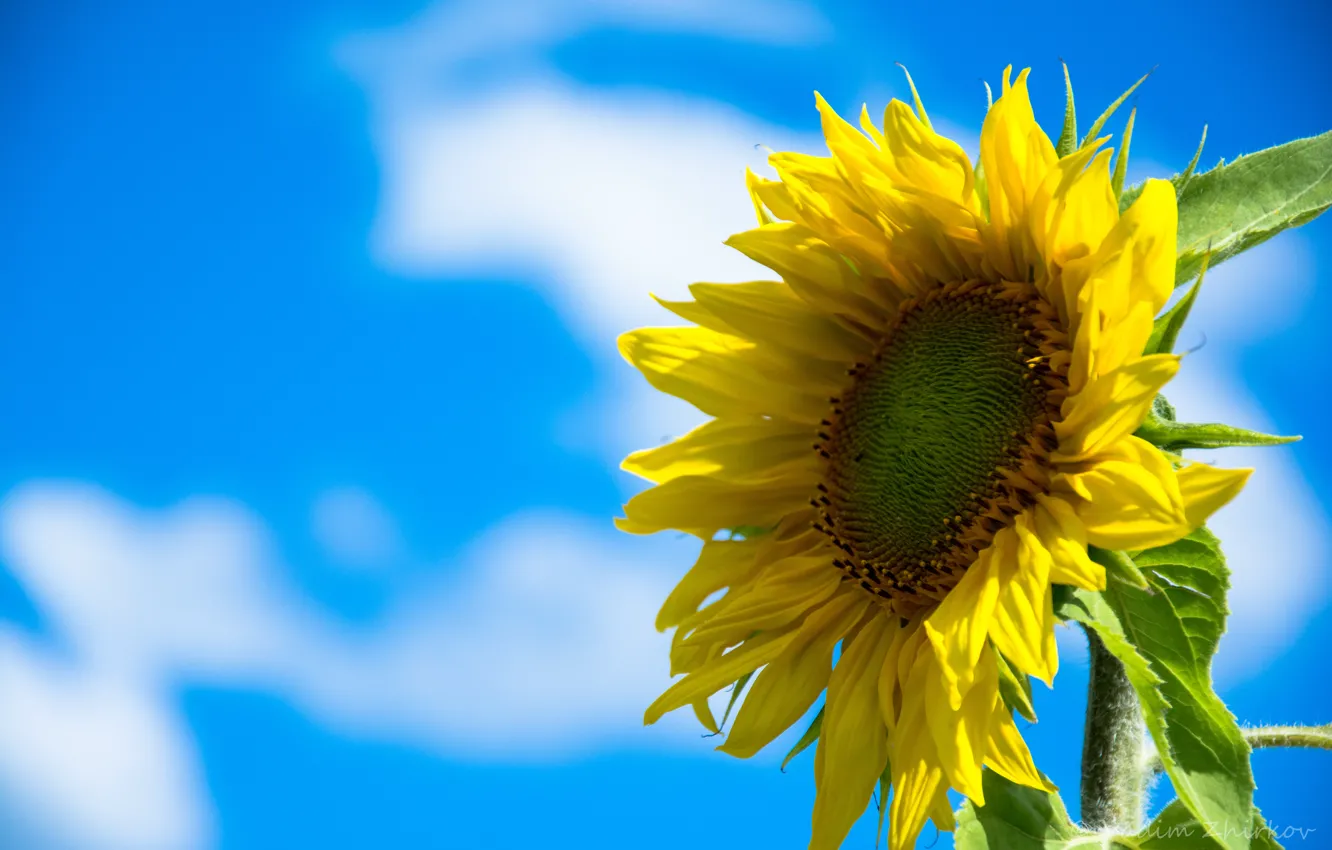Photo wallpaper the sky, sunflowers, blue, yellow, seeds