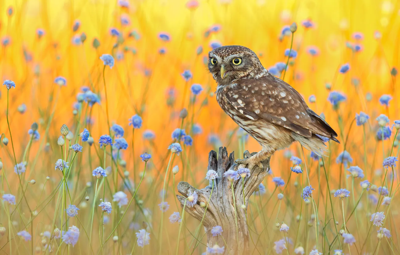 Photo wallpaper flowers, owl, bird, glade, stump, owl