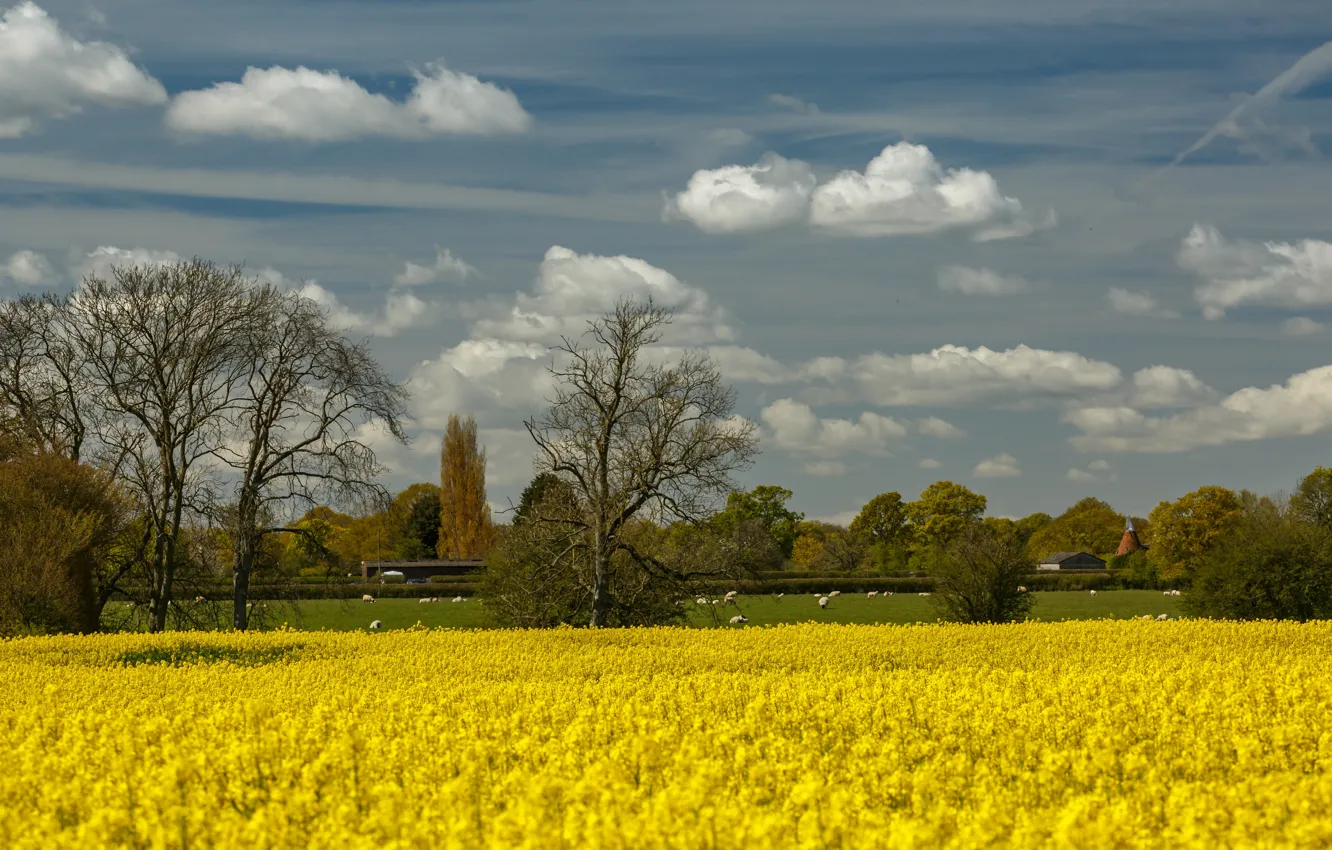 Photo wallpaper field, the sky, clouds, trees, flowers, yellow, sheep, spring