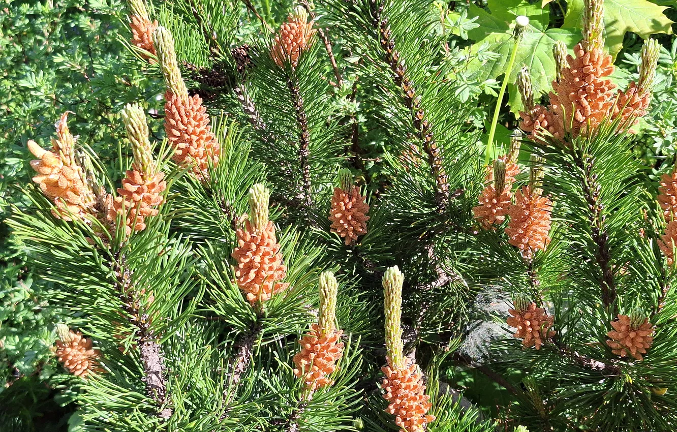 Photo wallpaper Flowers, fruit, Plants, iglaste