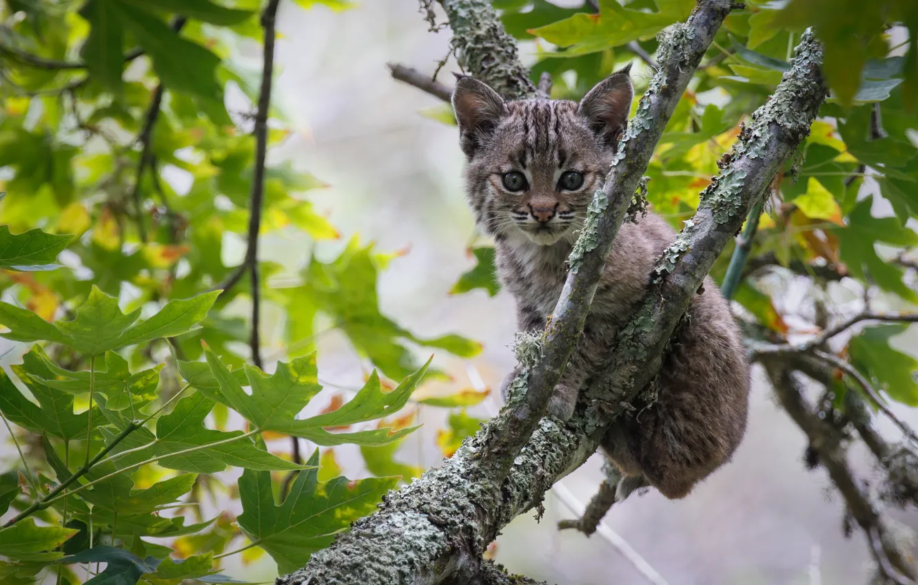 Photo wallpaper trees, branches, lynx, a small lynx