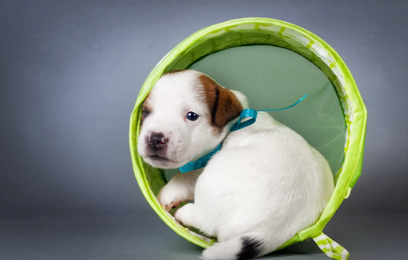 Photo wallpaper background, dog, puppy