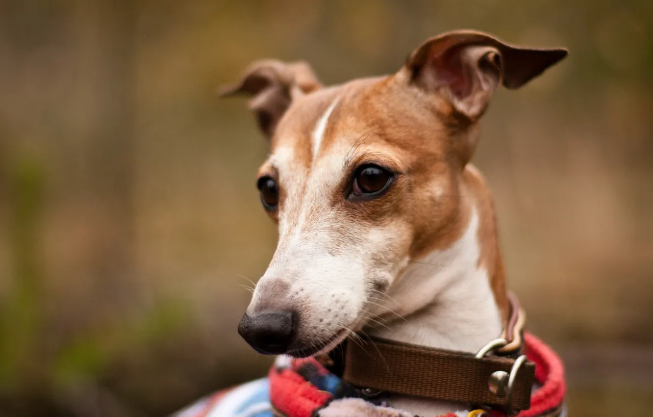 Photo wallpaper look, background, dog